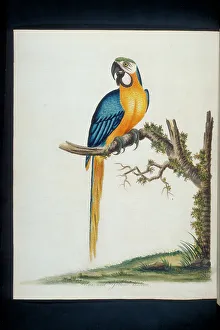Chin Collection: Ara ararauna, blue-and-yellow maccaw