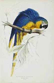 Lear Prints: Ara araurana, blue and yellow maccaw