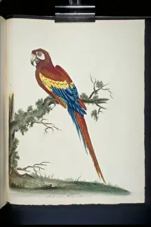 Ara macao, scarlet maccaw