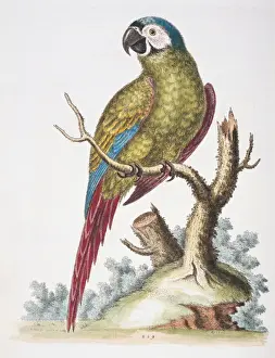 Castanea Prints: Ara severus, chestnut-fronted maccaw