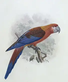 John Gerrard Keulemans Prints: Ara tricolor, Hispaniolan macaw