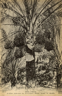 Images Dated 2nd June 2017: Arab boy climbing date tree, Algeria, North Africa