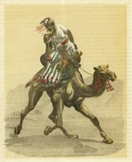 An Arab on his camel