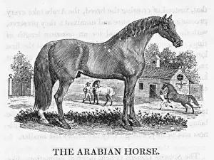 Bewick Prints: Arab Horse Bewick