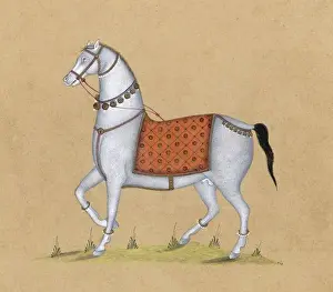 Arab or Indian Horse