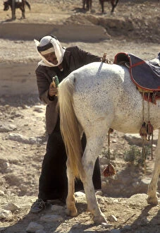Arab man grooms Arabian horse