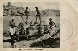 Crocodile Prints: Arab men with crocodiles, Cairo, Egypt