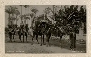 Palanquin Prints: Arab wedding with camels, Egypt