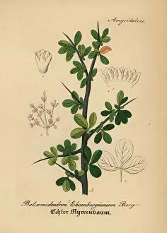 Balm Collection: Arabian balsam tree, Commiphora gileadensis