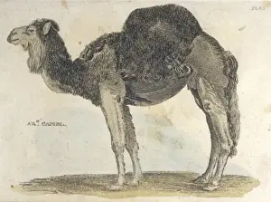 Arabian Camel 1814