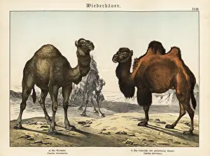 Bactrian Prints: Arabian camel and critically endangered Bactrian camel