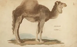Kearsley Prints: Arabian camel or dromedary, Camelus dromedarius