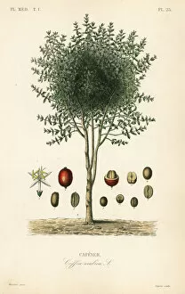 Lagesse Collection: Arabian coffee tree, Coffea arabica