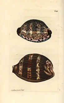 Brittle Prints: Arabian cowry varieties, Mauritia arabica