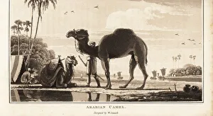 Arabian dromedary camels with bedouins at a camp