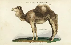 Kearsley Gallery: Arabian, dromedary or one-humped camel, Camelus dromedarius