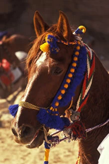 Jordan Gallery: Arabian horse