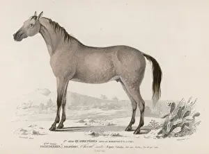 Stallion Prints: Arabian Horse