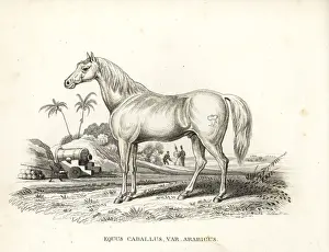 Equus Prints: Arabian horse, Equus caballus var. arabicus