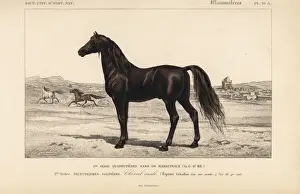 Equus Prints: Arabian horse, Equus ferus caballus