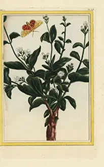 Arabian jasmine, Jasminum sambac