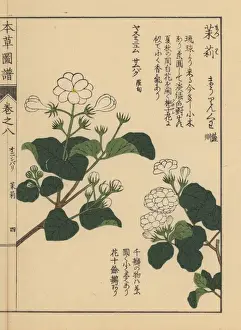 Arabian jasmine and Tuscan jasmine