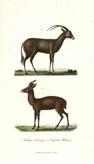 Primevere Prints: Arabian oryx and Javan rusa deer