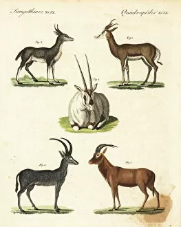 Arabian oryx, rhebuck, sprinbok, extinct bluebuck