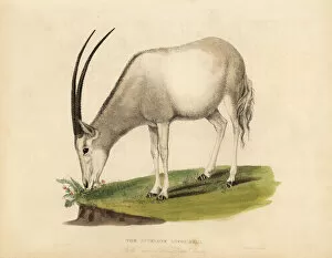 Images Dated 28th January 2019: Arabian oryx or white oryx, Oryx leucoryx. Vulnerable