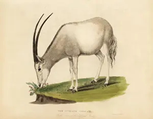 Vulnerable Prints: Arabian oryx or white oryx, Oryx leucoryx. Vulnerable
