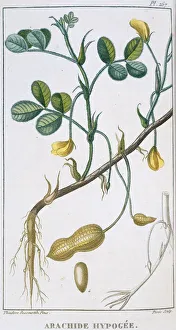 Arachis Gallery: Arachide hypogee, peanut