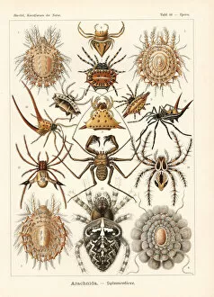 Weaver Collection: Arachnida spiders
