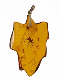 Araneae Gallery: Arachnids in an amber pendant
