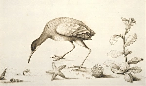 Brassicales Gallery: Aramus guarauna pictus, limpkin