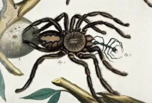Albertus Seba Gallery: Aranea maxima ceilonica, tarantula