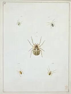 Araneus saevus, great round web spider