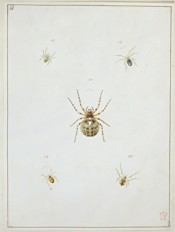 Araneae Gallery: Araneus saevus, great round web spider