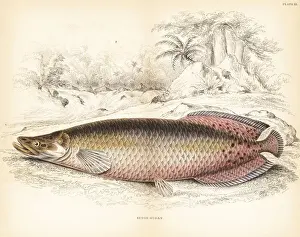 Ichthyology Prints: Arapaima, Arapaima gigas