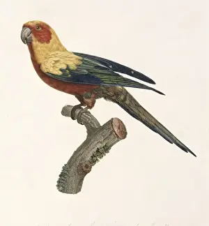 Parakeet Prints: Aratinga solstitialis, sun parakeet