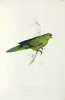 Lear Prints: Aratinga strenua, Pacific parakeet