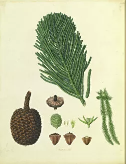 Needle Gallery: Araucaria columnaris & A. heterophyllo