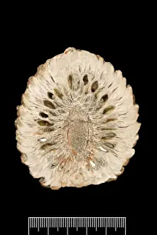 Araucaria mirabilis, pine cone