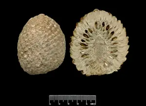 Cone Prints: Araucaria mirabilis, pine cone