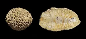 Textured Prints: Araucaria mirabilis, silicified seed cones