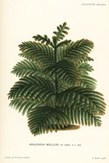 Araucaria muelleri conifer tree