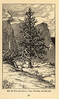 Images Dated 10th October 2019: Araucaria tree