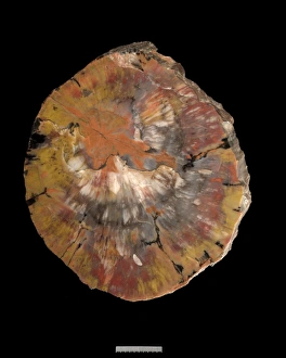 Araucarioxylon arizxonicum, conifer Araucarioxylon arizxonicum, conifer