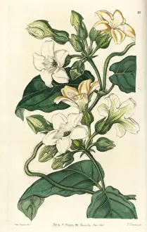 Graveolens Prints: Araujia graveolens