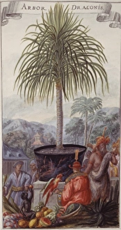 Arbor Gallery: Arbor draconis, dragon tree