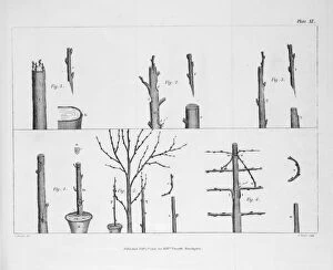 Treatise Gallery: Arboreal grafting processes, 2 copies: B / W & colour